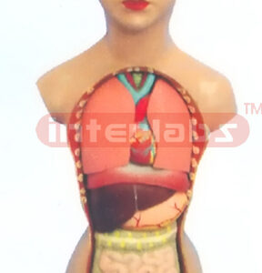 32 CM TALL, COLOURED FEMALE TORSO (22 PARTS)