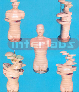 ANATOMICAL DISC MODEL OF MALE HUMAN TORSO (18 PCS)