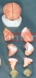 DARK PINKISH BRAIN ON BASE