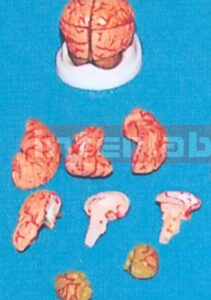 DARK PINKISK BRAIN ON BASE