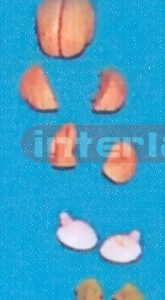 MIDDLE BRIGHT PINKISH BRAIN ON BASE (8 PCS)