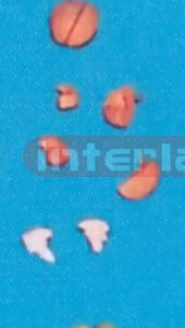 SMALL PINKISH BRAIN ON BASE (8 PCS)