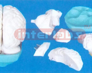 GREY MAGNIFIED BRAIN MODEL (5 purchase)
