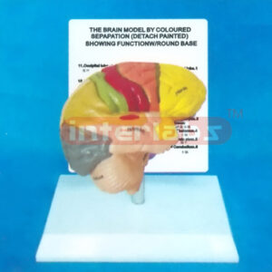 DESK-TYPE, MIDDLE HUMAN RIGHT BRAIN MODEL COLOURED BY FUNCTION