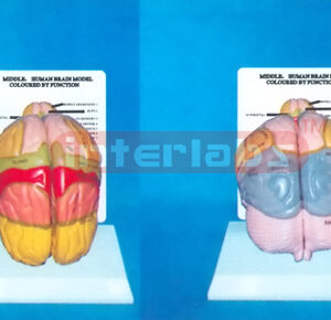 DESK-TYPE, MIDDLE HUMAN BRAIN MODEL COLOURED BY FUNCTION