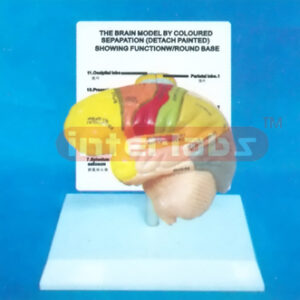DESK-TYPE, MIDDLE HUMAN LEFT BRAIN MODEL COLOURED BY FUNCTION