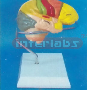 MIDDLE HUMAN RIGHT BRAIN MODEL COLOURED BY FUNCTION