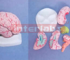 BRIGHT PINKISH BRAIN, WITH ARTERIES, (8 PCS ) NATURAL,ON BASE