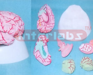 WEST-TYPE BRAIN,8PCS WITH ELLIPTIC STAND