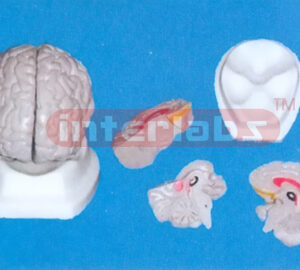 16 x 14 x 13 cm GREY BRAIN, (3 PCS) ,NATURAL, ON BASE