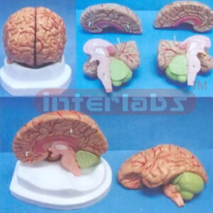 4 PIECES, PINKISK BRAIN MODE