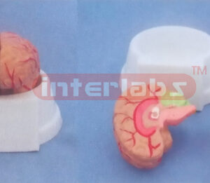 MIDDLE PINKISH BRAIN, WITH ARTERIES (2 PARTS) ON BASE