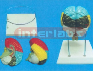 THE BRAIN MODEL BY COLOURED SEPARATION (DETACH PAINTED) SHOWING FUNCTION WITH ROUND BASE