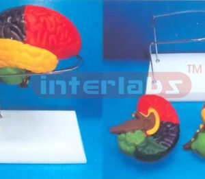 THE BRAIN MODEL BY COLOURED SEPARATION (DETACH PAINTED) SHOWING FUNCTION WITH ROUND BASE