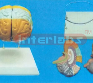 THE BRAIN MODEL BY COLOURED SEPARATION (DETACH PAINTED) SHOWING FUNCTION WITH ROUND BASE