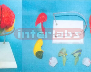 BRAIN MODEL BY COLOURED SEPARATION (8 PCS / SET) ON BASE