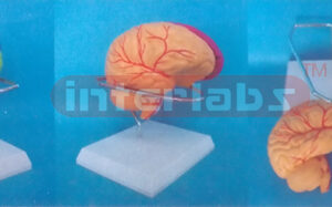 NATURAL CEREBRA ANATOMICAL AND BRAIN ARTERY DETACH PAINTED MODEL (3 PCS, BRIGHT PINKISH)