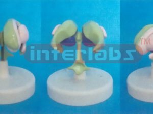 MAGNIFIED HUMAN VENTRICLES AND BASAL NUCLEI MODEL