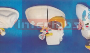 ENLARGED MODEL OF THE DIENCEPHALON
