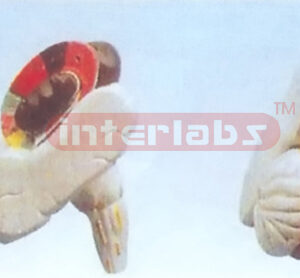 MODEL OF INTERMAL CAPSULE AND THE BASAL NECLEI