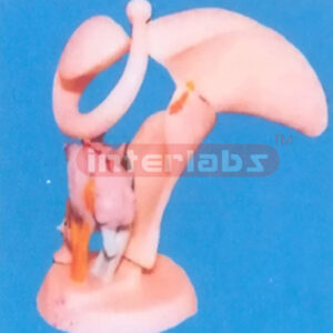 MAGNIFIED THALAMIC MODEL WITH BASE