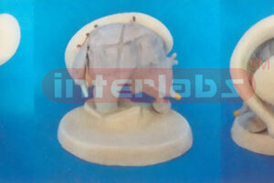 BRAIN VERGE MODEL WITH BRAIN SYSTEM