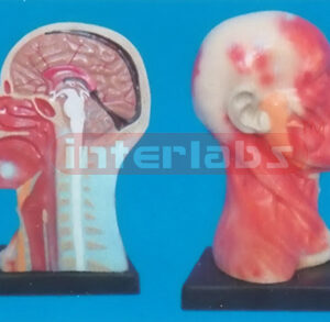 HUMAN HEAD CAVITY AND NECK LOCAL ANATOMY FOR HEAD AND NECK