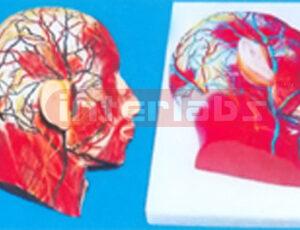 HALF HEAD WITH MUSCULATURE, BLOOD VESSELS & NERVES