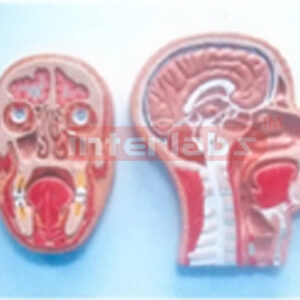 HUMAN MEDIAN & FRONTAL SECTION OF HEAD ON BASE. BOND MODE (RIGHT SECTION)