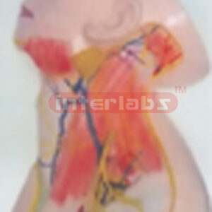 HUMAN CERVIX SUPERFICAL NERVE AND BLOOD VESSEL. SHOWING SUPERFICIAL SKIN.