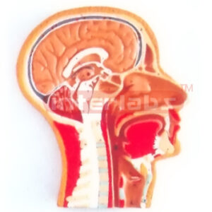 HUMAN MEDIAN SECTION OF HEAD MODEL  (RIGHT SECTION)