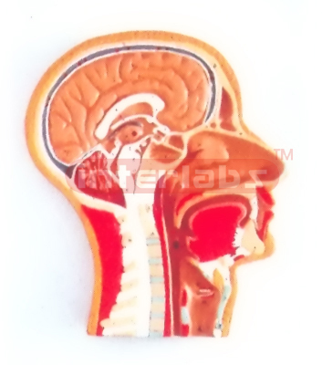 HUMAN MEDIAN SECTION OF HEAD MODEL (RIGHT SECTION)