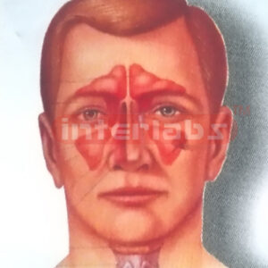 HEAD, NOSE, THROAT CAVITY COMPARISON MODEL INSIDE & OUTSIDE FACE