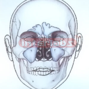 HUMAN FACE MODEL FOR MEDIAN OF NOSE