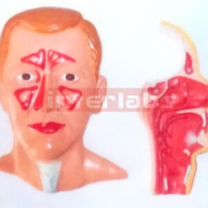 HUMAN HEAD,FACE MEDIAN OF NOSE MOUTH AND LARYNX MODEL (2 PCS)