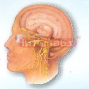 HUMAN HEAD AND NECK CRANIAL NERVES DISTRIBUTION MODEL