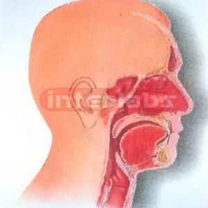 HUMAN HEAD, NOSE, THROAT CAVITIES COMPARISON MODEL INSIDE FACE