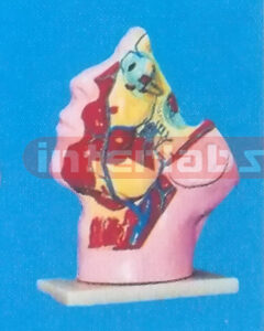 THE SPONGE SINUS MODEL OF HUMAN FACE