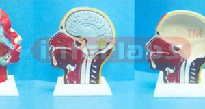 SUPERFICIAL FACE WITH MUSCLE, NERVE BLOOD VESSEL WITH DISSECTIBLE BRAIN MODEL