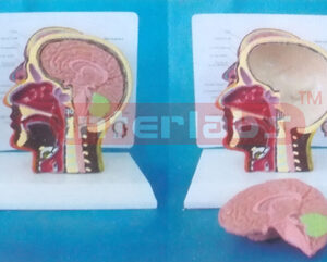 DESKTYPE, SMALL (1/2) MEDIAN SECTION OF THE HEAD WITH HALF BRAIN