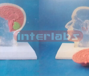 LITTLE TRANSPARENT HALF HEAD WITH DISSECTIBLE BRAIN & PLASTIC BASE