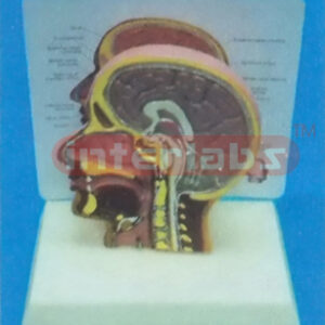 16.5 x 11.5 x 16.5 cm DESKTYPE, SMALL MEDIAN SECTION OF THE HEAD WITH FIXED HALF BRAIN