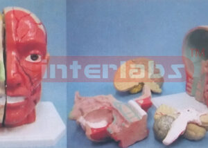 178 cm TALL, HEAD MODEL OF MUSCULAR BODY WITH PLASTIC BASE (5 PCS / SET)