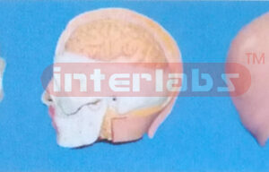 BIG HEAD SHOW HALF PROTRUDING BRAIN MODEL (1 PC, A TYPE) WITHOUT DISSECTION