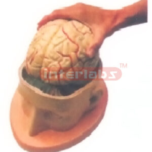 HALF HEAD SHOWING BRAIN