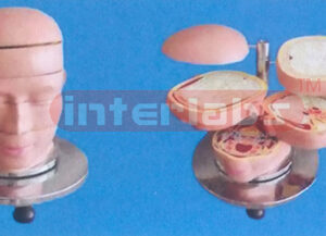 ANATOMICAL DISC MODEL OF HUMAN HEAD AND NECK (5 PCS)