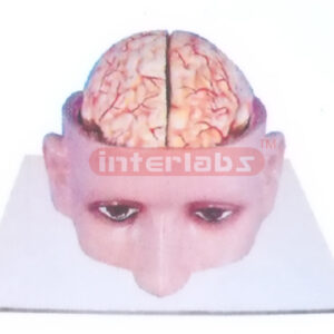INDO-TYPE HALF HEAD MODEL SHOWING BRAIN