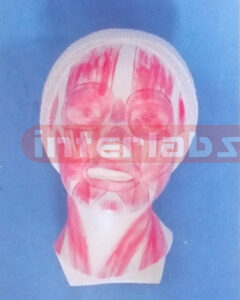 HUMAN BEAUTY HEAD SHOWING FACE MUSCLES