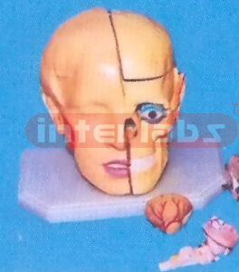 GIANT DELUXE HEAD MODEL WITH FULL BRAINS (11-PARTS)