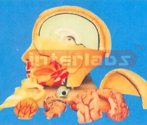 DELUXE HEAD MODEL WITH HALF BRAIN (7 PARTS)